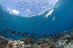 This picture was taken at Sipadan using Nikkon D70s. Scho... by Andy Chia 